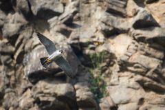 崖とハヤブサの飛翔_9