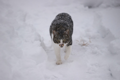 雪もへっちゃら