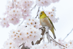 お花見メジロさん