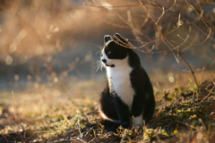 夕暮れに黄昏る