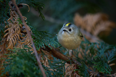 キクイタダキ | 1