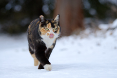 雪の公園を意気揚々と２