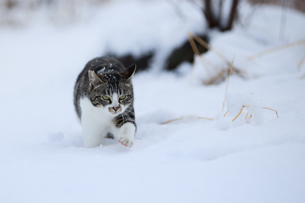雪の中を駆ける