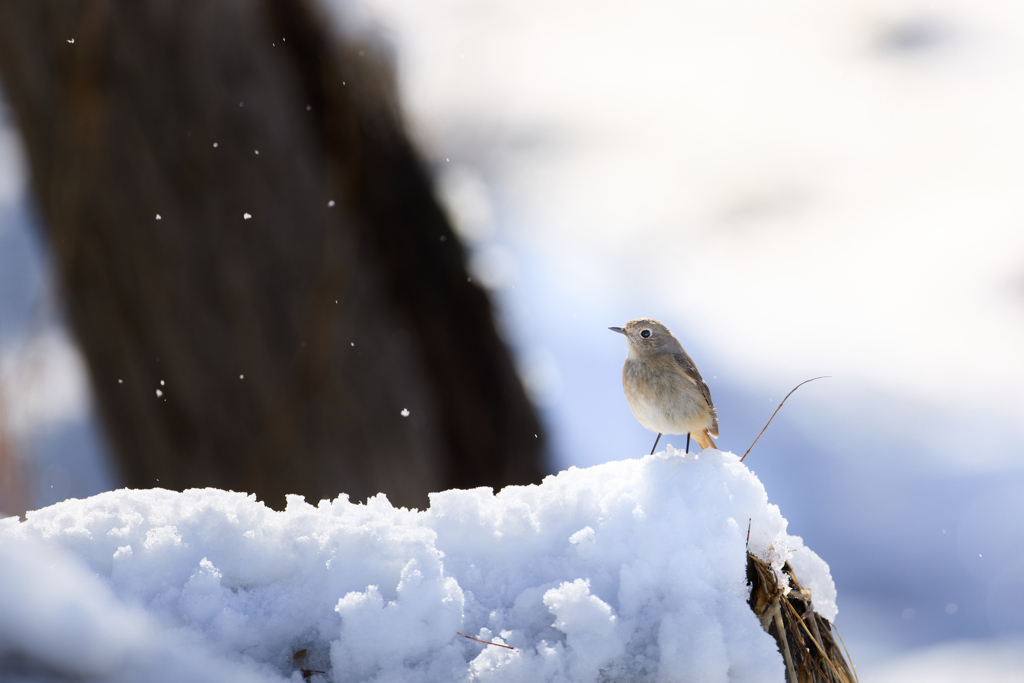 風で舞う雪と