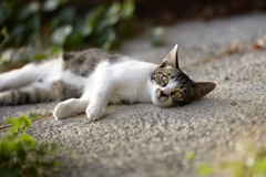 まだ暑いにゃ～