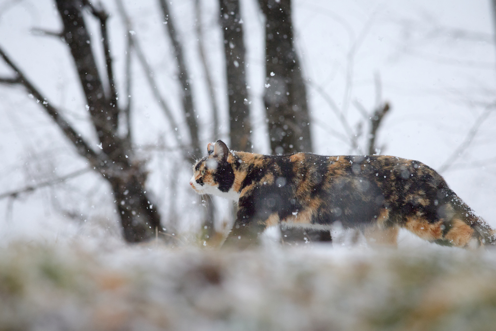 雪の中をたくましく歩く２