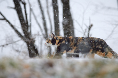 雪の中をたくましく歩く２