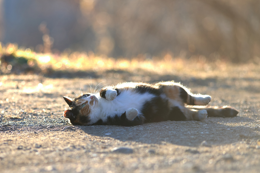 夕陽をあびてごろんごろん♪