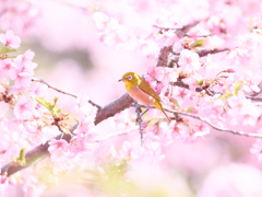 河津桜ジロー | 18