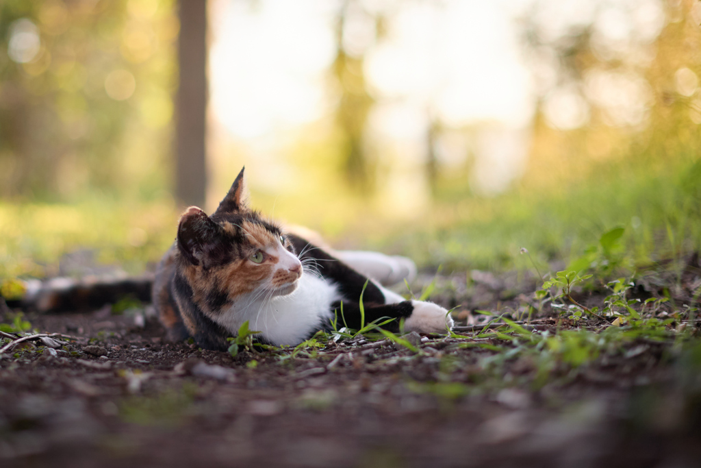 まどろみの時間？