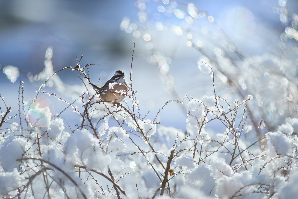 煌びやか雪ホオジロ