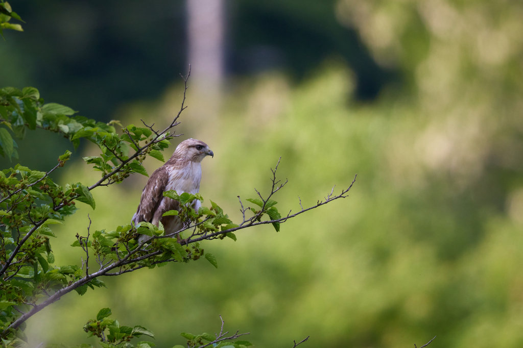 ノスリの幼鳥