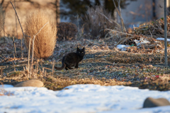 黒猫の子猫