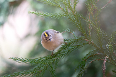 キクイタダキ | 11