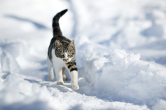 雪道を意気揚々と