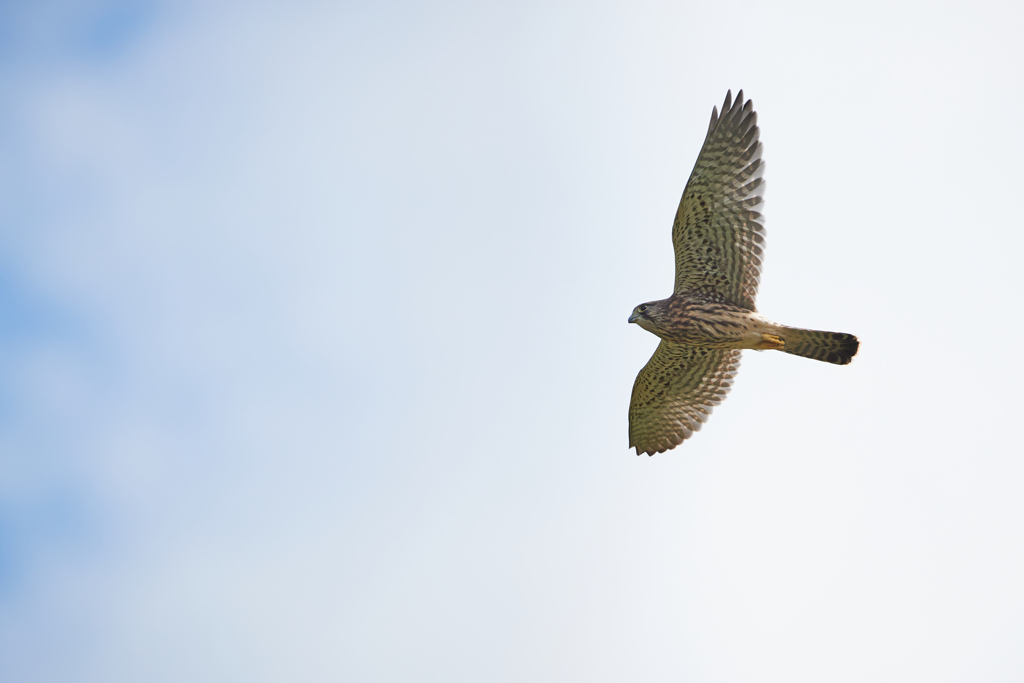 チョウゲンボウ幼鳥の飛翔／青空