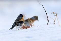 ペアで雪の上でエサ探し