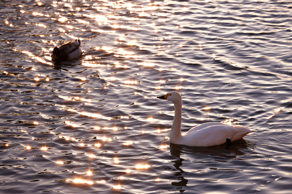 夕日の水面と白鳥／コハクチョウ
