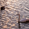 夕日の水面と白鳥／コハクチョウ