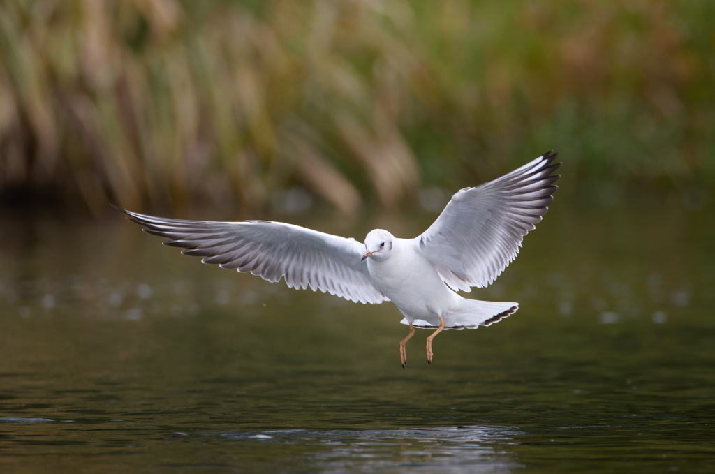 ユリカモメ | 10