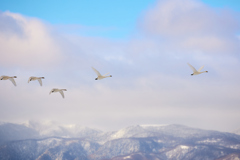 冬の八ヶ岳と飛翔する白鳥／コハクチョウたち_3