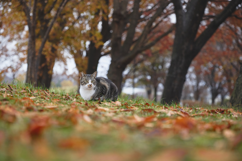秋色の公園で