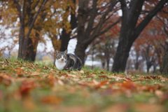 秋色の公園で