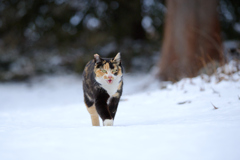 雪の公園を意気揚々と