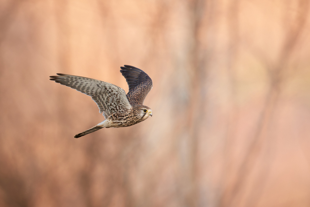 チョウゲンボウの飛翔