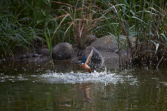 カワセミの離水_7