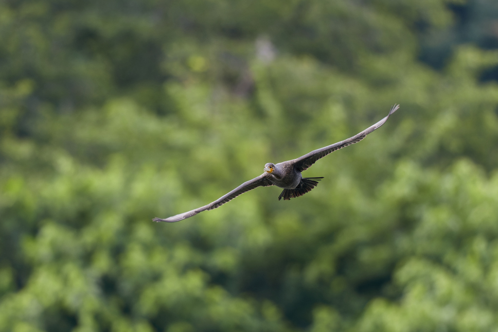 カワウ／鵜／飛翔_3