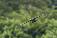 カワウ／鵜／飛翔_3