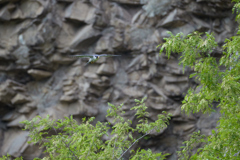 新緑／崖／ハヤブサ