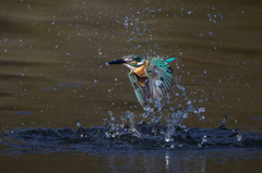 カワセミ | 276