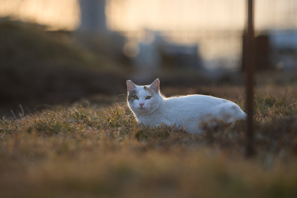 夕暮れにまったり