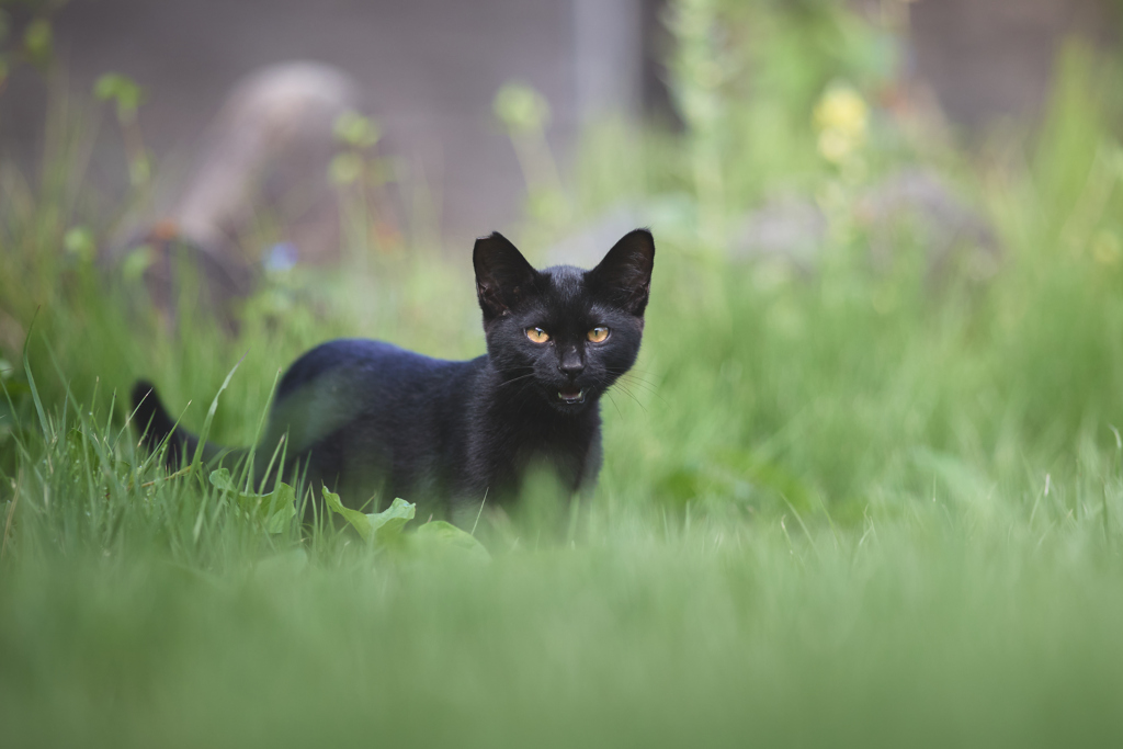 まっ黒ちゃん