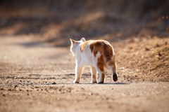 足に泥をつけて歩いて行く野良猫