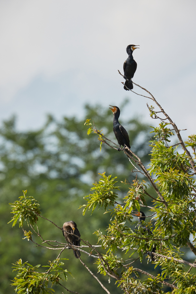木にとまる三羽のカワウ／鵜
