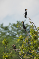 木にとまる三羽のカワウ／鵜