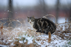 小雪舞う中