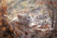 落ち葉の上で休憩中
