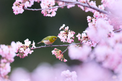 河津桜ジロー | 12