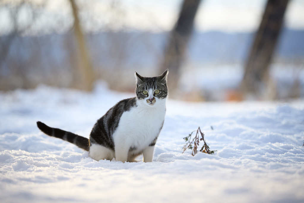 雪の上でポーズ