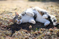 ごろん、の後のきょとん