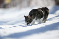 雪が気になる