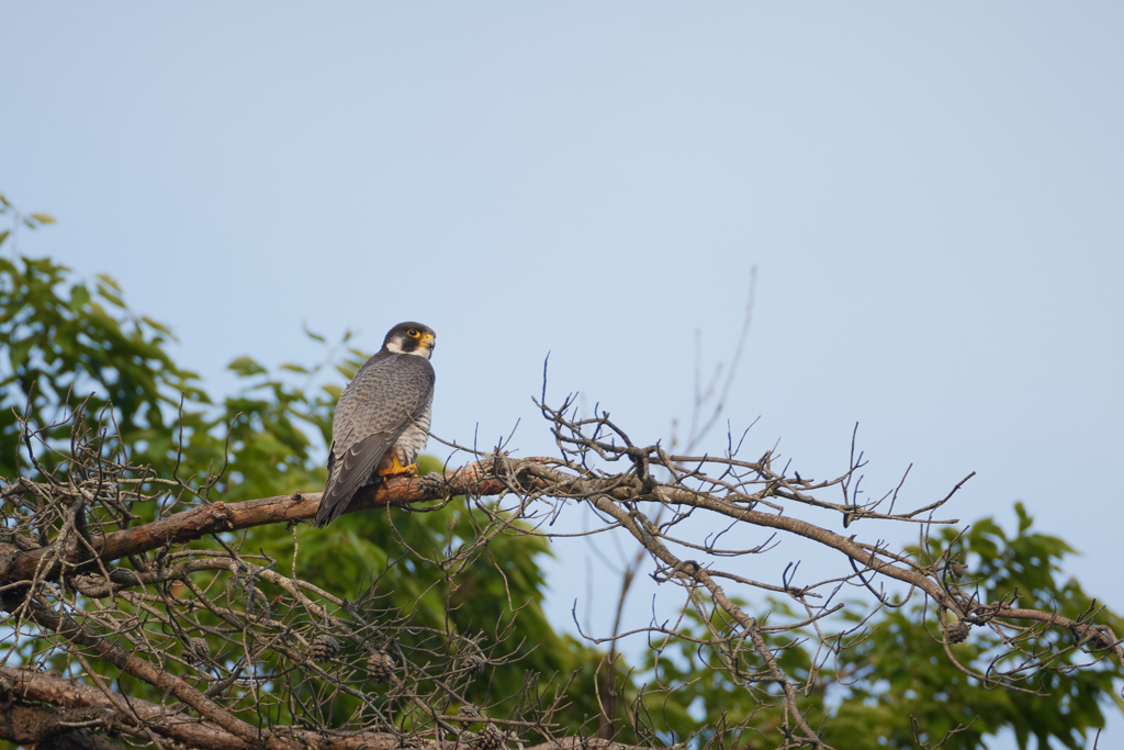 枝にとまるハヤブサの後ろ姿