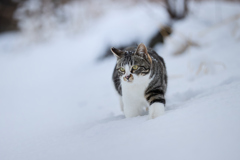 雪でも元気