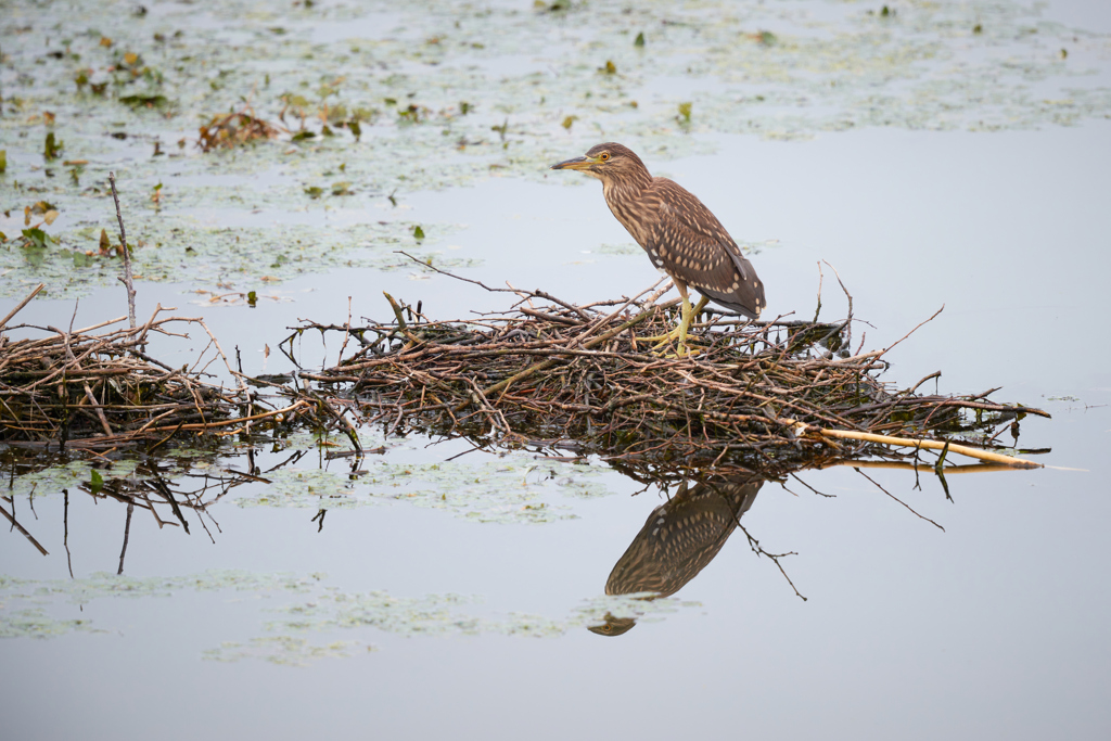 ホシゴイ／ゴイサギ幼鳥_3