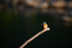 枝にとまるカワセミ／早朝