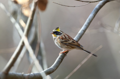 ミヤマホオジロ | 1